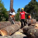 Des arbres abattus par l'arbre heureux, entreprise d'élagage en Gironde et dans les Landes.