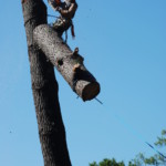 Exemple d'abattage par démontage, réalisé par l'entreprise l'arbre heureux, spécialisée en élagage et démontage, à Sanguinet, dans les Landes.