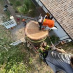 Un abattage d'arbres par démontage, effectué par la SARL L'arbre heureux.