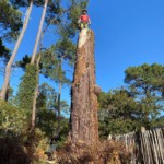 Joan Hubert, arboriste grimpeur, en train d'abattre un pin.