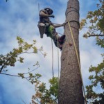 Joan Hubert, arboriste grimpeur, en train de démonter un chêne.