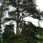 Un cèdre qui va être élagué par l'entreprise l'arbre heureux à Parentis, dans les Landes.