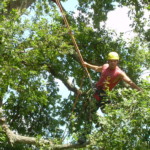 Joan Hubert, élagueur grimpeur à l'entreprise L'arbre heureux.