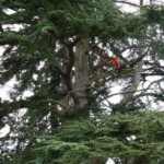 Joan Hubert, de l'arbre heureux en train d'élaguer un cèdre à Parentis en Born, dans les Landes.