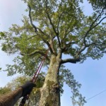 Taille de chêne réalisée par l'arbre heureux, à Parentis, dans les Landes.