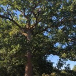 Joan Hubert, de l'entreprise l'arbre heureux élague un chêne à Sanguinet.