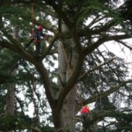 L'arbre heureux en train de tailler un cèdre à Bordeaux, en Gironde.