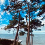Joan Hubert, de l'entreprise d'élagage et démontage, L'arbre heureux, en train de nettoyer des pins au bassin d'Arcachon.
