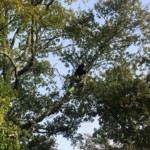Joan Hubert, élagueur grimpeur en train de tailler un arbre à La Teste de Buch.