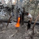 Un pin abattu, en train de brûler dans la forêt communale de La Teste de Buch, lors des incendies de l'été 2022.