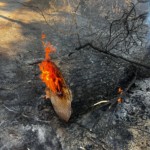 Un pin abattu, en train de brûler dans la forêt communale de La Teste de Buch, lors des incendies de l'été 2022.