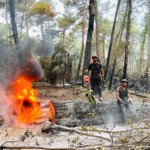 Un pin abattu, en train de brûler dans la forêt communale de La Teste de Buch, lors des incendies de l'été 2022.