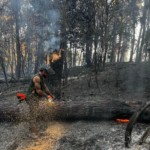 Démontage d'un pin incendié dans la forêt communale de La Teste de Buch.