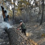 Démontage d'un pin incendié dans la forêt communale de La Teste de Buch.