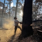 Joan Hubert, de la SARL L'arbre heureux en train d'abattre un pin incendié.